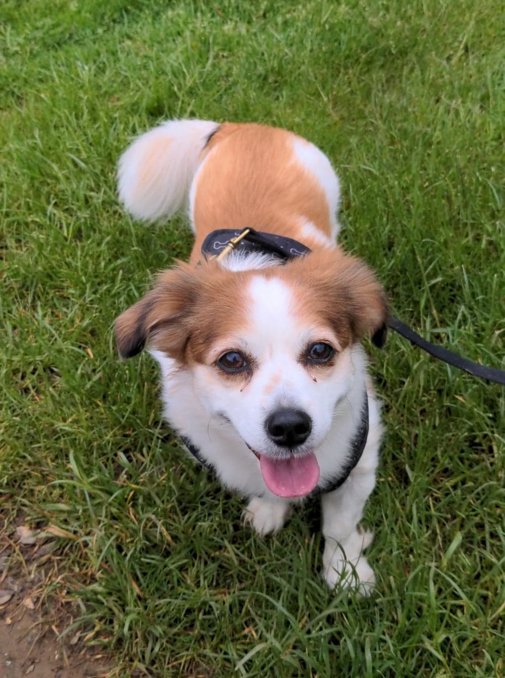 Dog Training Northampton Pawsitive Pals